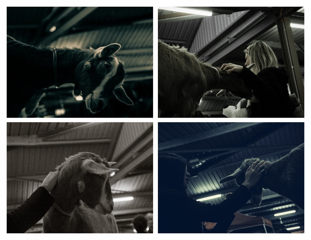 perth royal show farm animals 6 (1024x791)