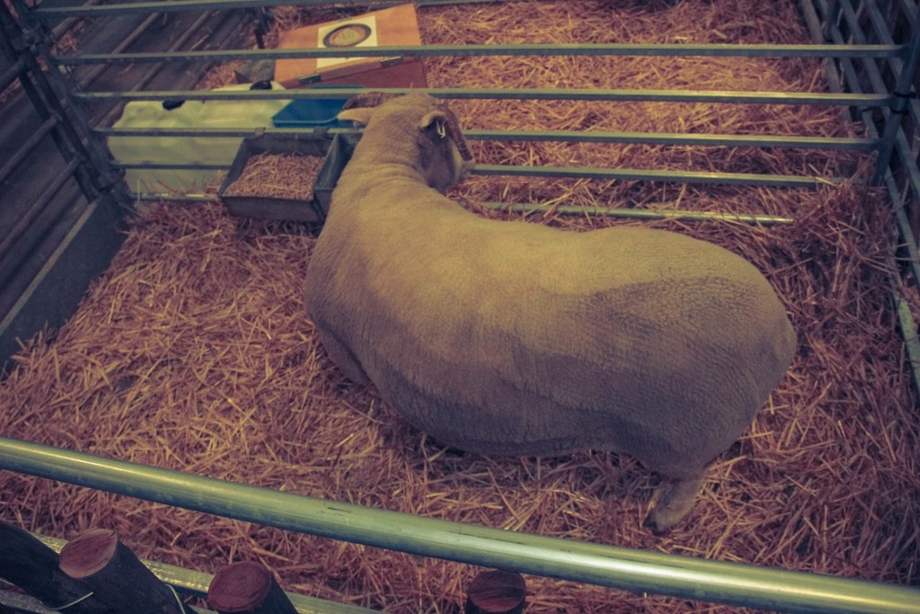 sheep perth royal show 5 (1024x683)