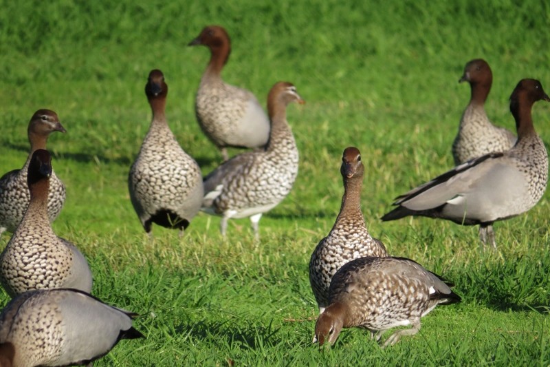 chenonetta jubata 7 (800x533)