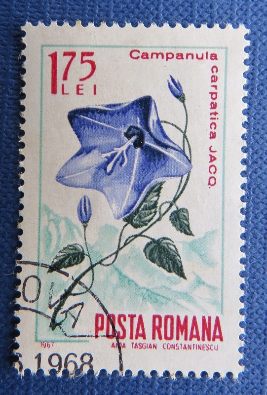 carpathian harebell