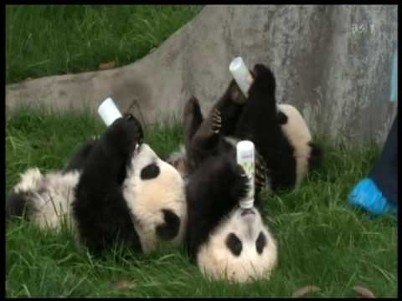 pandas bebés bebem leite animais