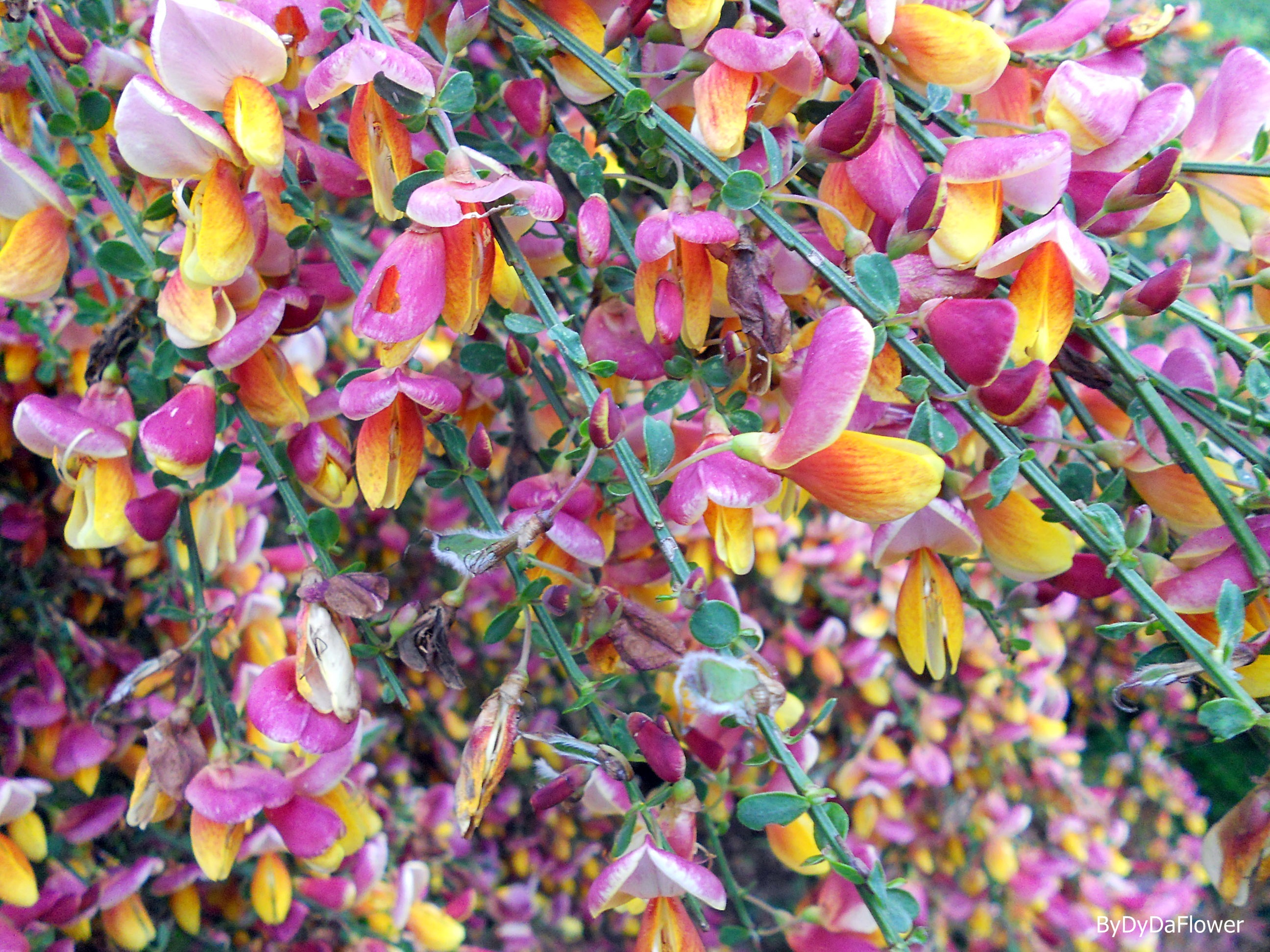 Maias cor de rosa.JPG