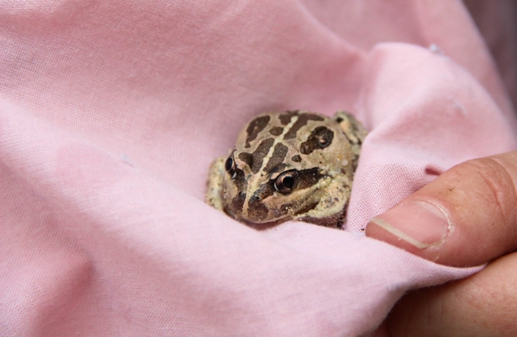 western banjo frog 3