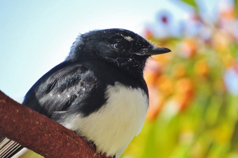 willie wagtail 3