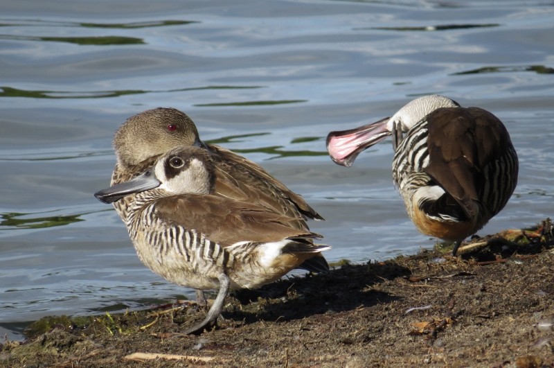 pink-eared duck 9 (800x531)