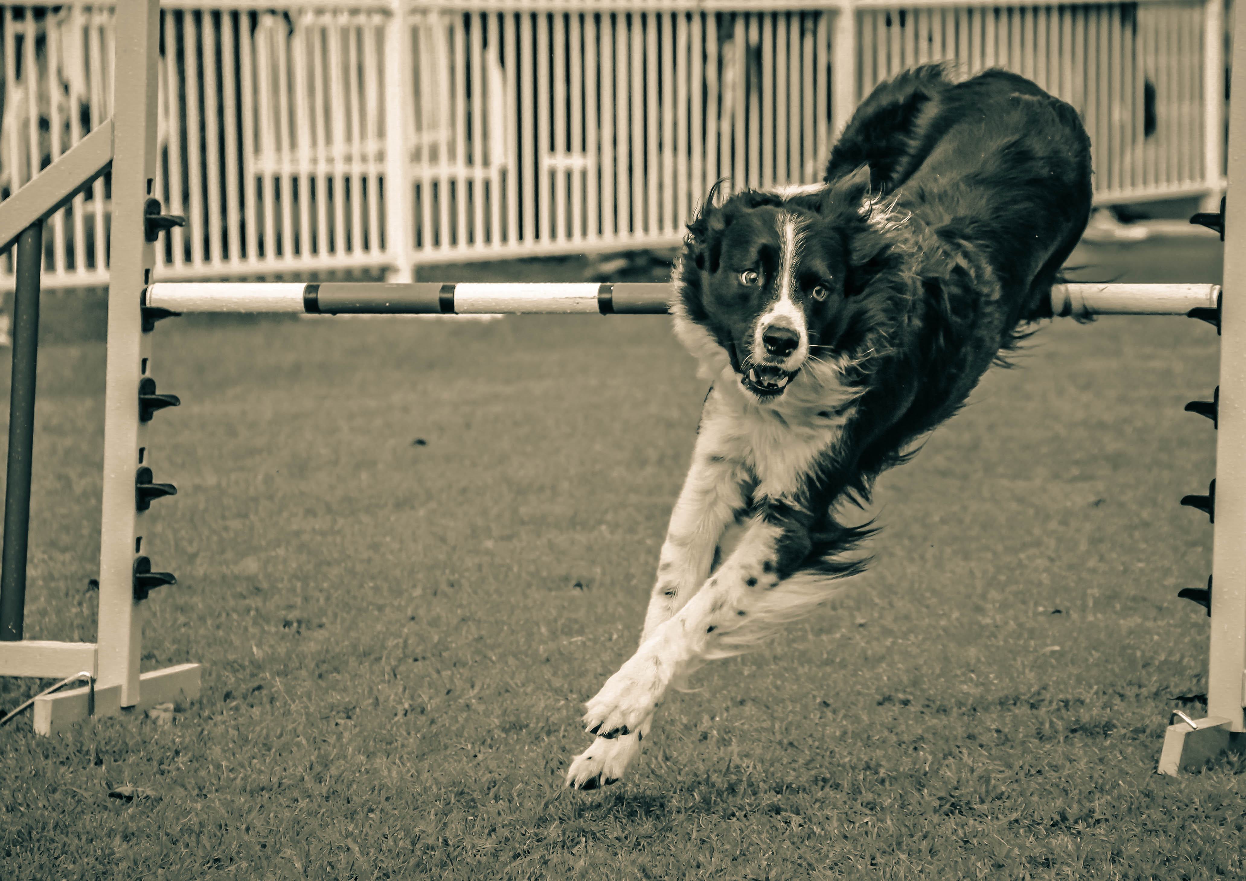 dogs perth royal show 1