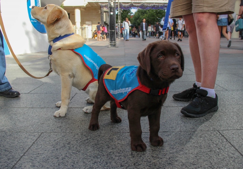 cao guia-13 (1024x715)