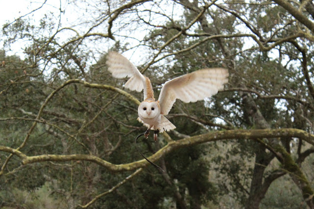Tapada Nacional de Mafra + Eventos + Save the date + acitvidades em família + mafra + natureza + floresta da Tapada + animais + aves de rapina