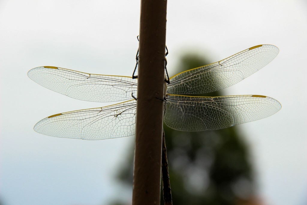 australian emperor 7 (1024x683)