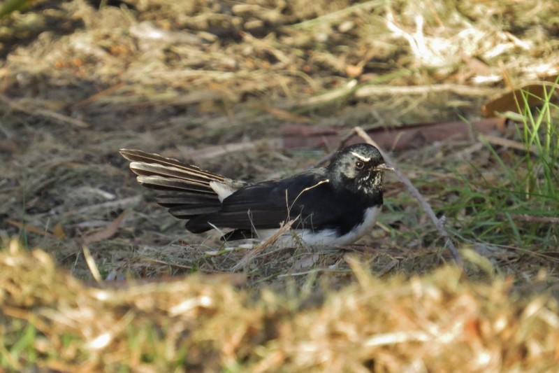 willie wagtail b 26