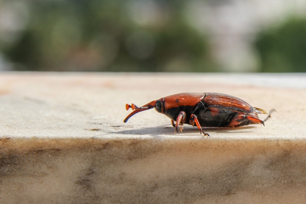 escaravelho palmeira 4