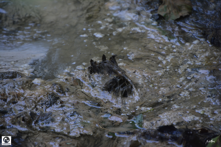 _D702698.JPG