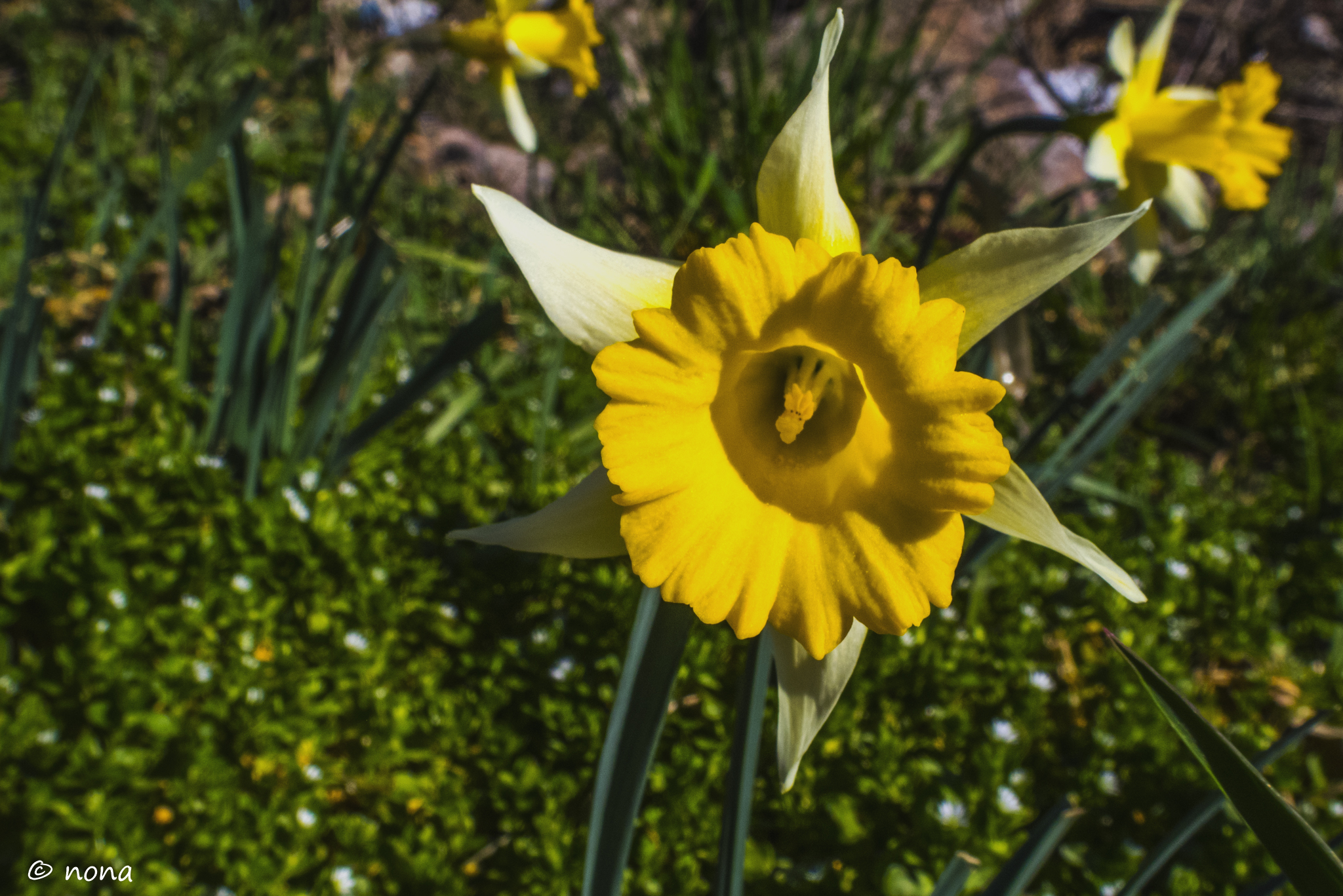 2015 - Dia da Mulher (Alanhosa) (47).jpg