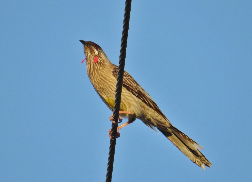 red wattlebird 1