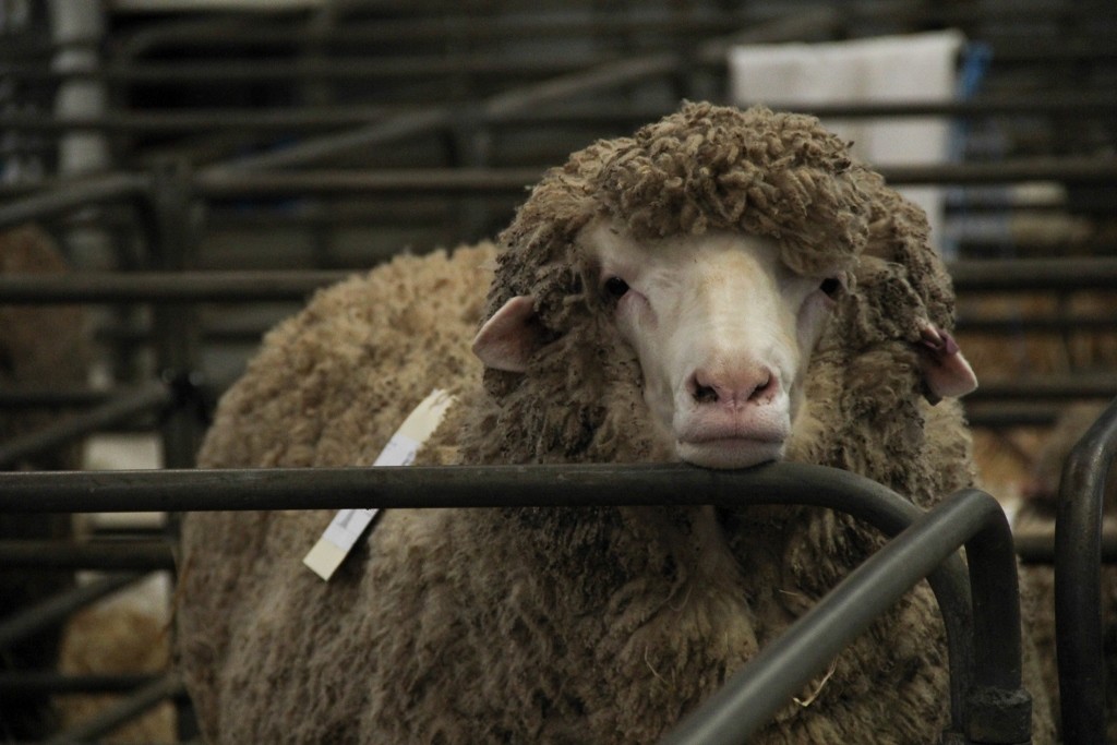 sheep perth royal show a 12 (1024x683)