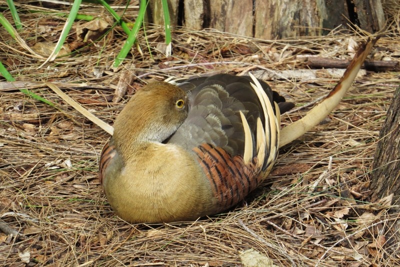 dendrocygna eytoni 5