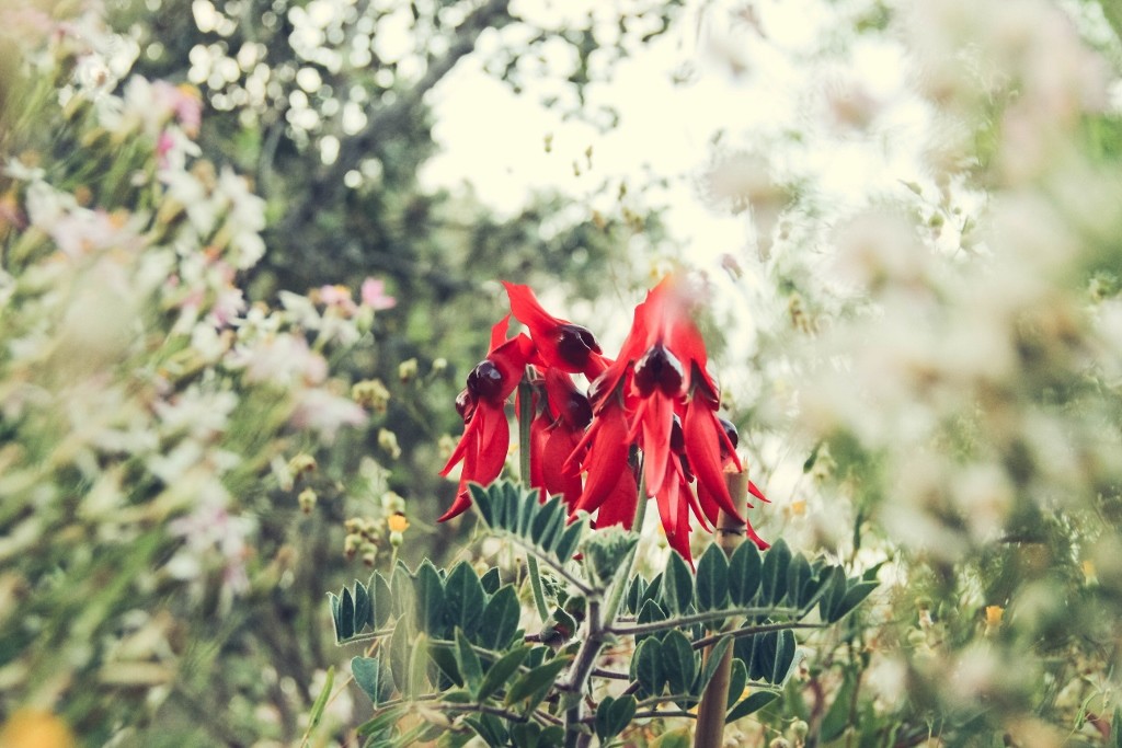sturt's desert pea 2 (1024x683)