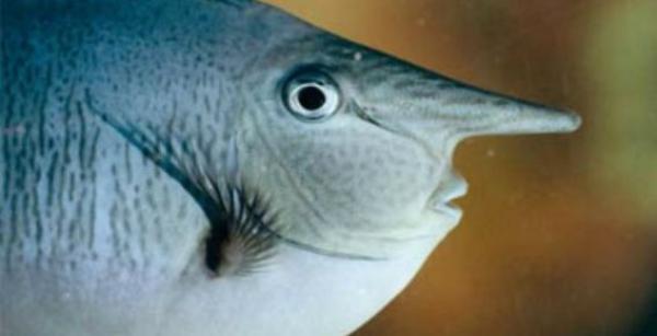 peixe unicornio animais