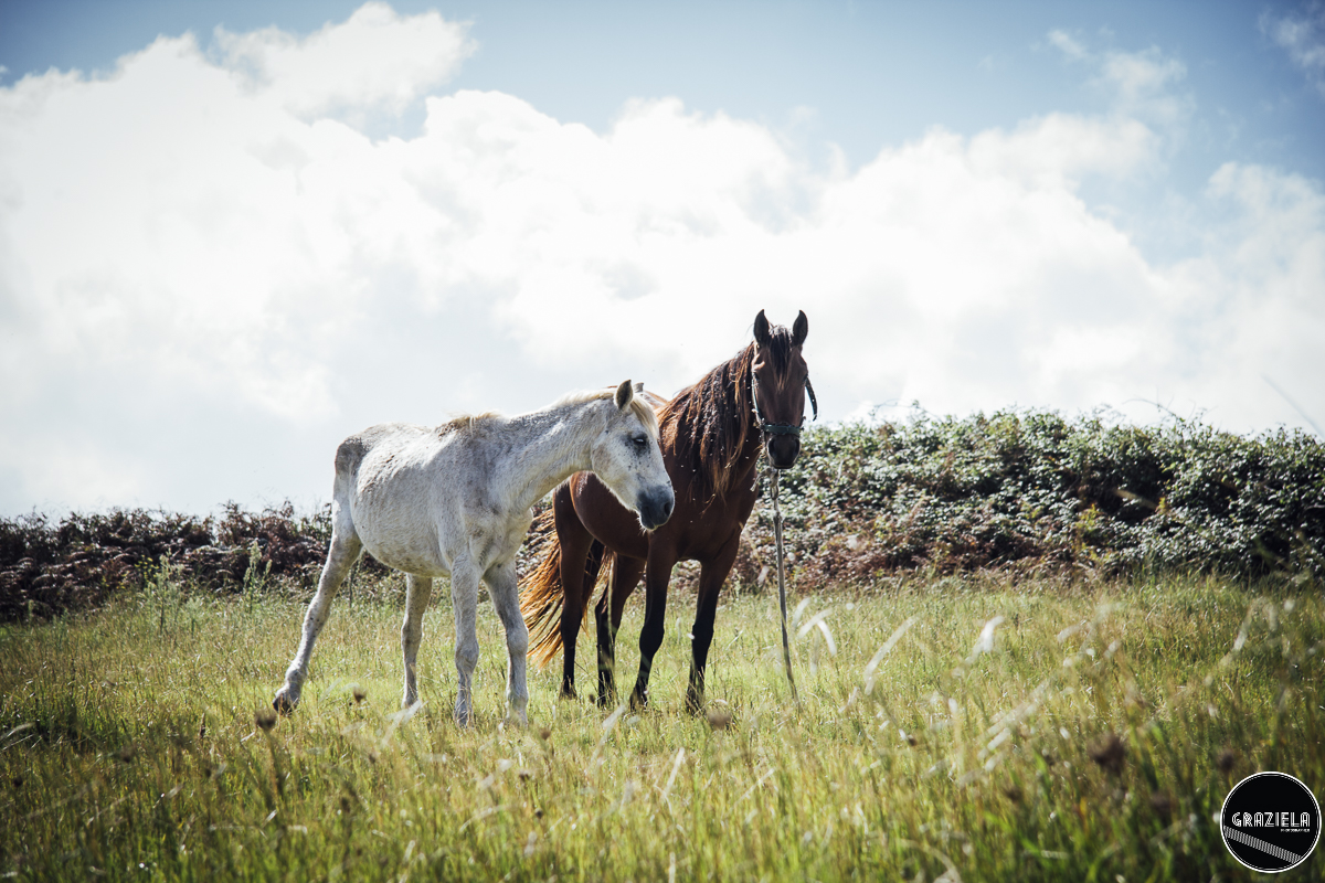 Terceira_2015_Pequenas-71.JPG Terceira_2015_Pequenas-71.JPG