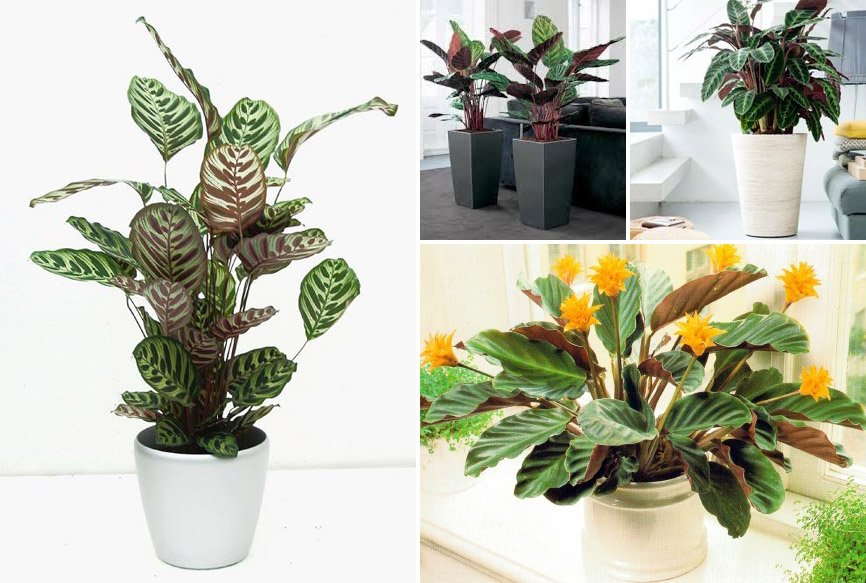 Calathea.jpg Calathea.jpg