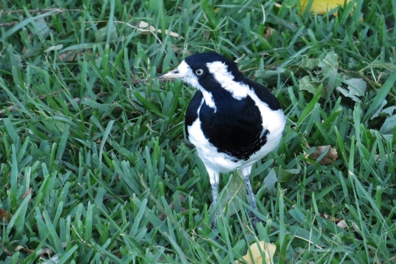 magpielark 3 (800x533)