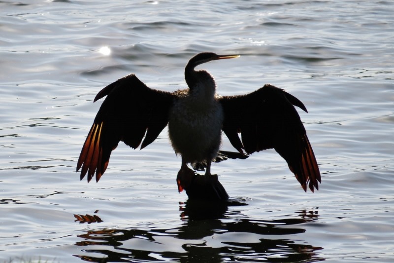 australian darter 1 (800x533)