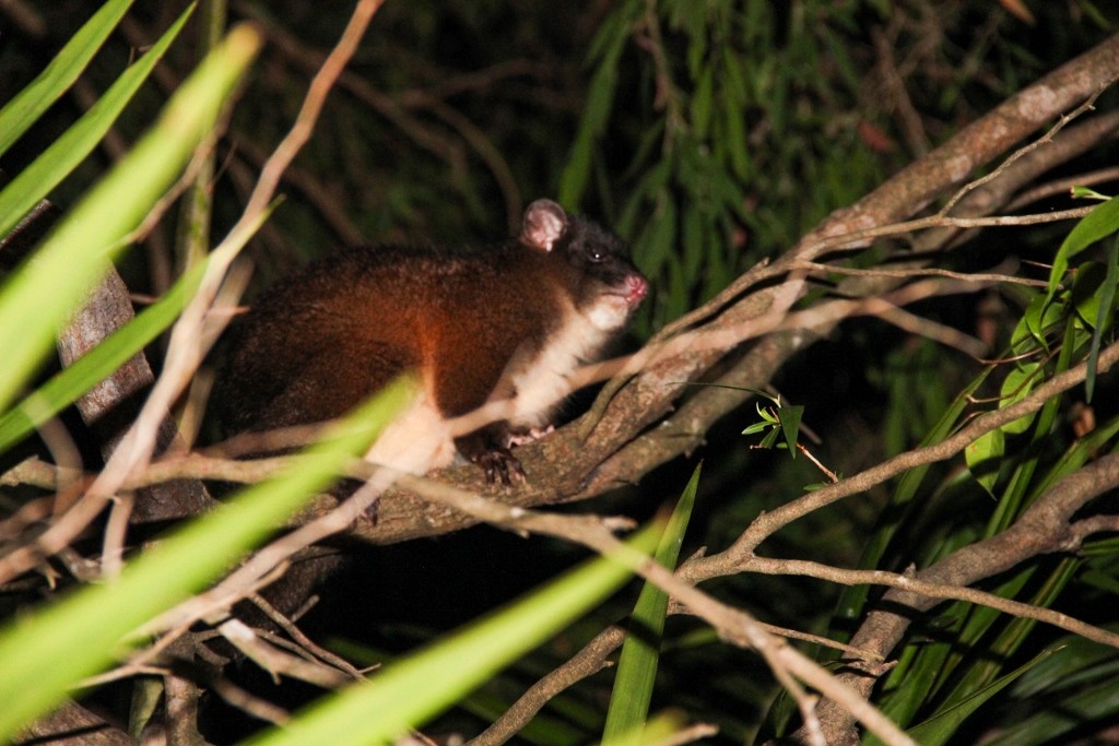 western ringtail possum 7