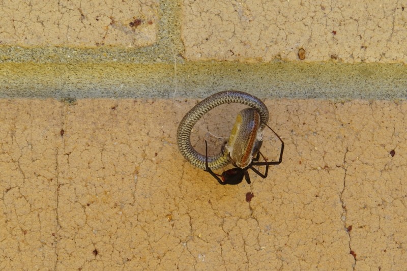 redback 3 (800x533)