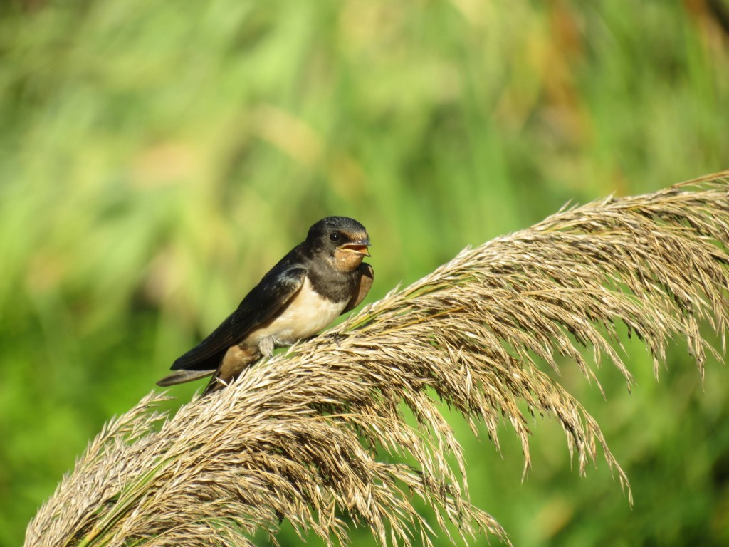 hirundo rustica 2