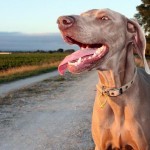 Weimaraner