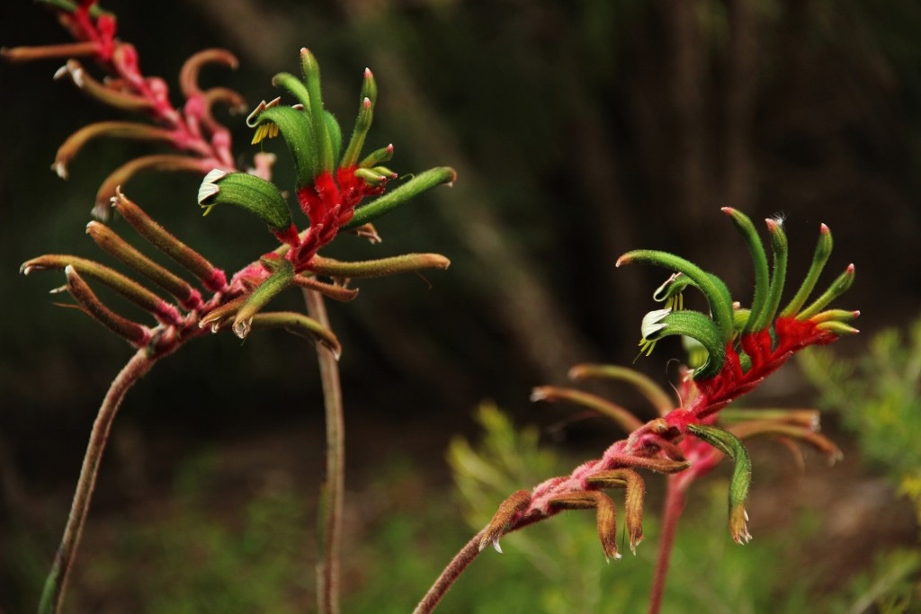kangaroo paw 3