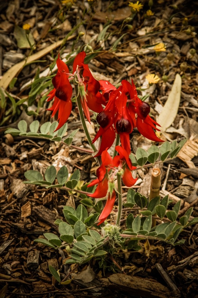 sturt's desert pea 3 (683x1024)