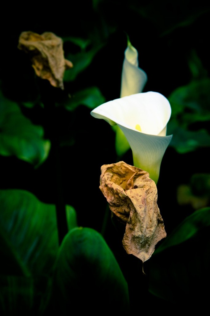 jarro jardim botanico 9