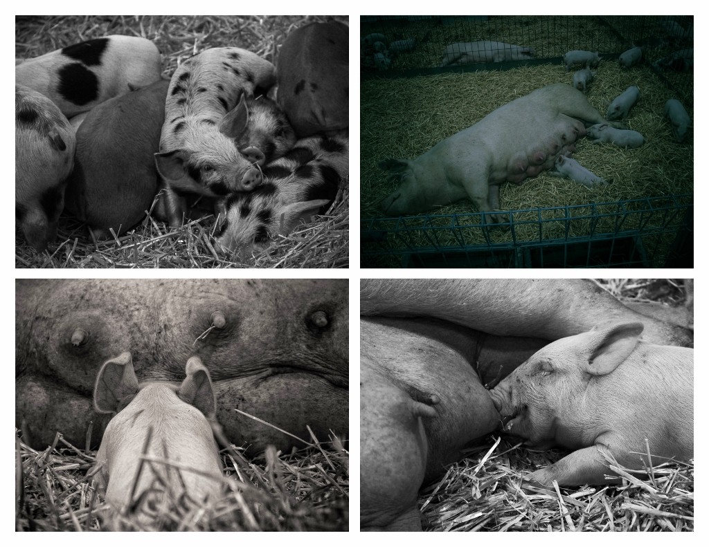 perth royal show farm animals 4 (1024x791)