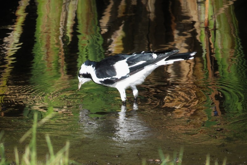 magpielark 5 (800x533)