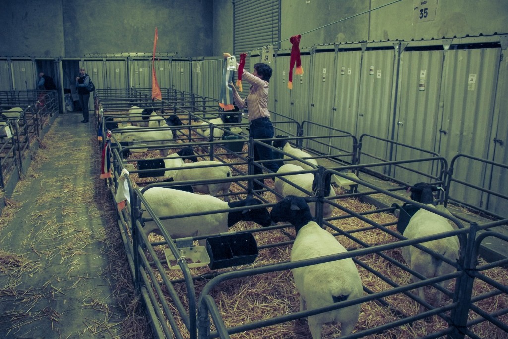 sheep perth royal show a 15 (1024x683)