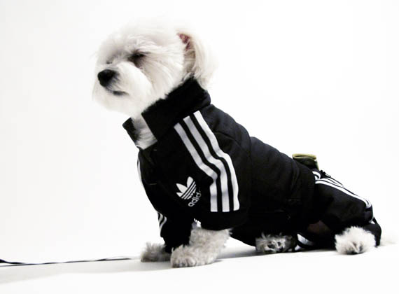 fato de treino para cães