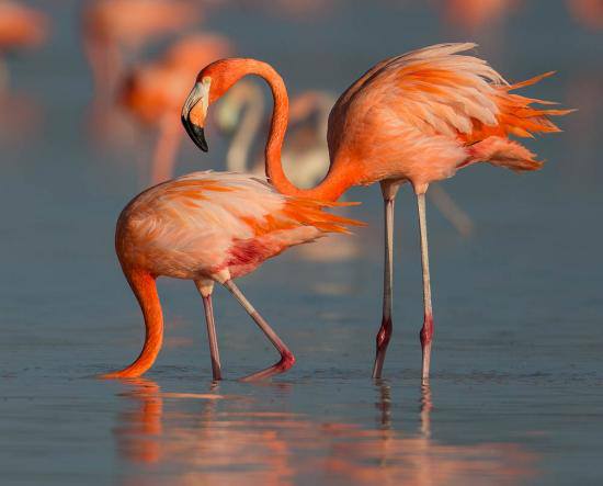 Flamingos no Lobito