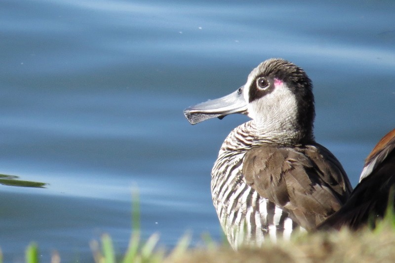 pink-eared duck 8 (800x532)