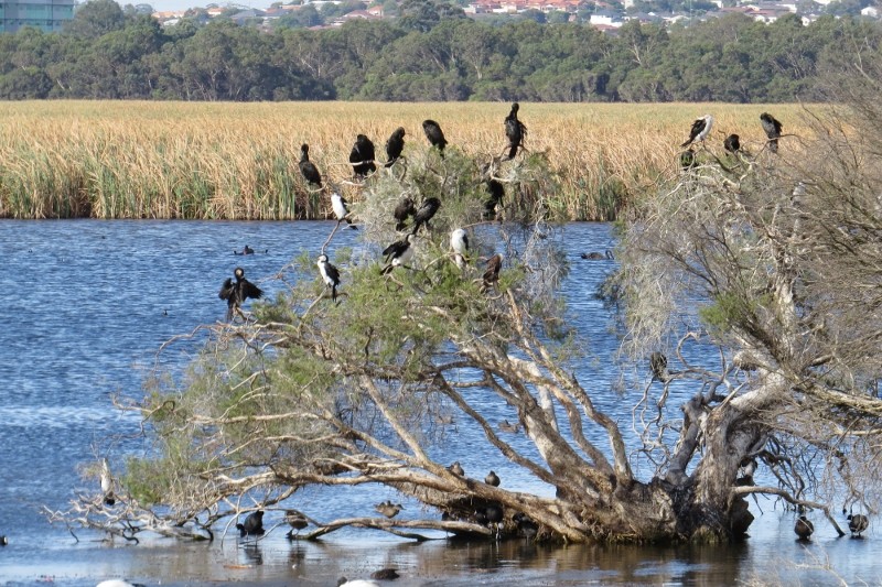 microcarbo melanoleucos 9 (800x533)
