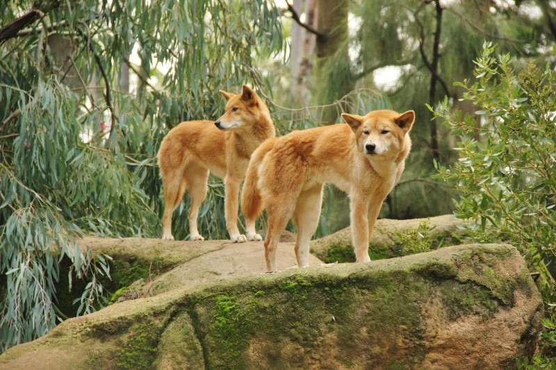 dingo 6