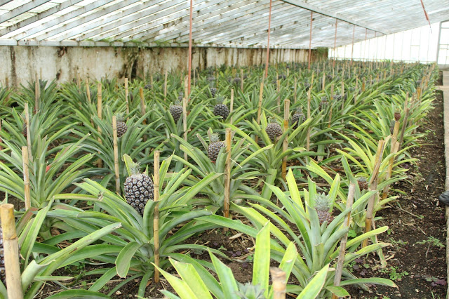 açores + arquipélago dos açores + são miguel + estufa de ananases + ananás + ananás dos açores + viajar com filhos pequenos + panazorica