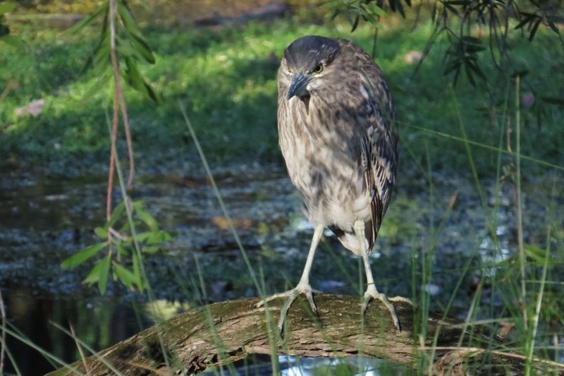 night heron a 10