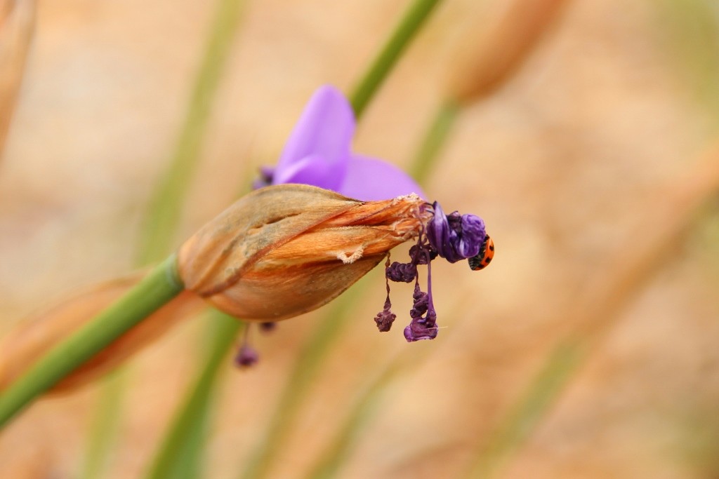 purple flag 3