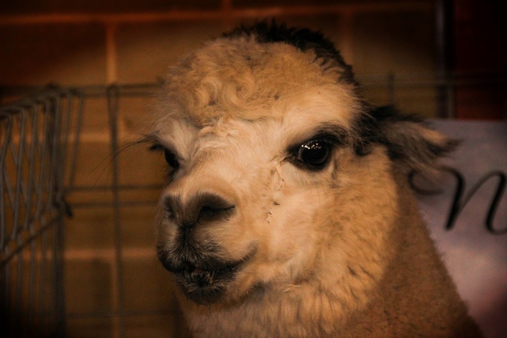 animals perth royal show a 10 (1024x683)