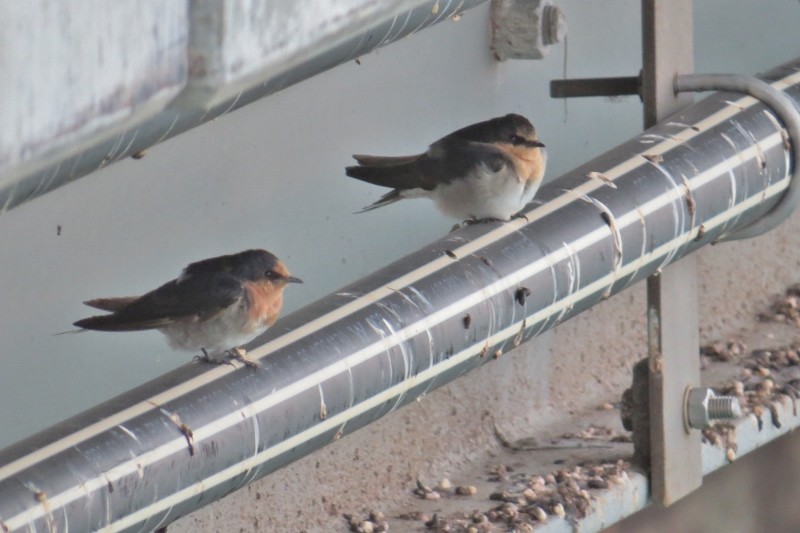 hirundo neoxena 5