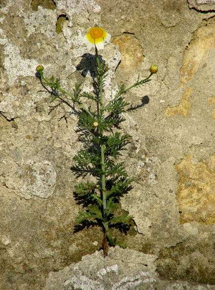 a vida passa por uma nesga