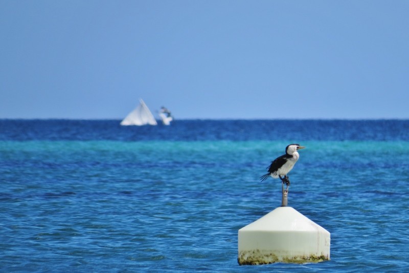 microcarbo melanoleucos 8 (800x533)