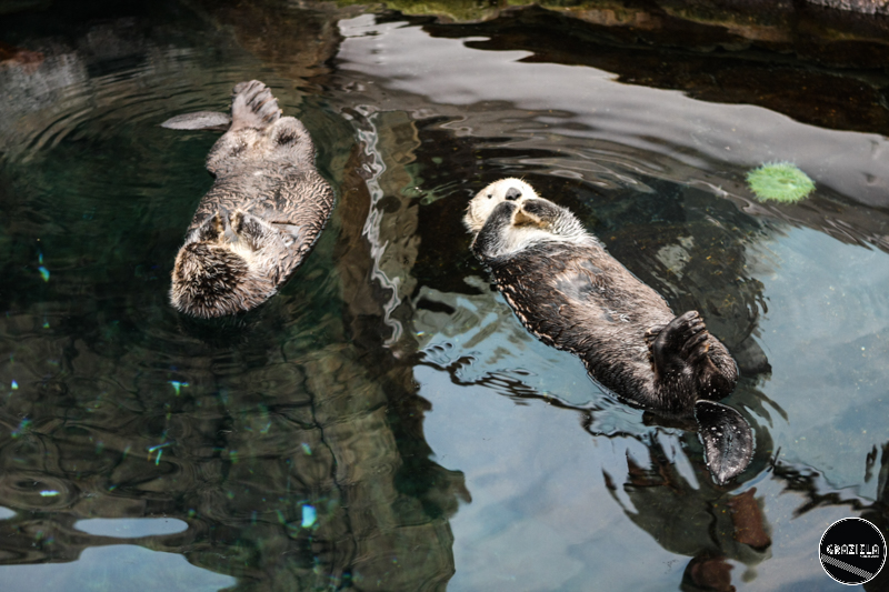 IMG_4677-15.jpg IMG_4677-15.jpg