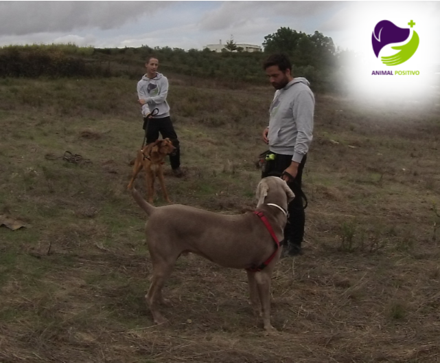 Mojito nas aulas 2.png